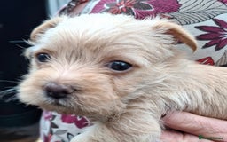 Cairn Terrier dogs for sale: Cracking litter of Cairn terriers - Image 7