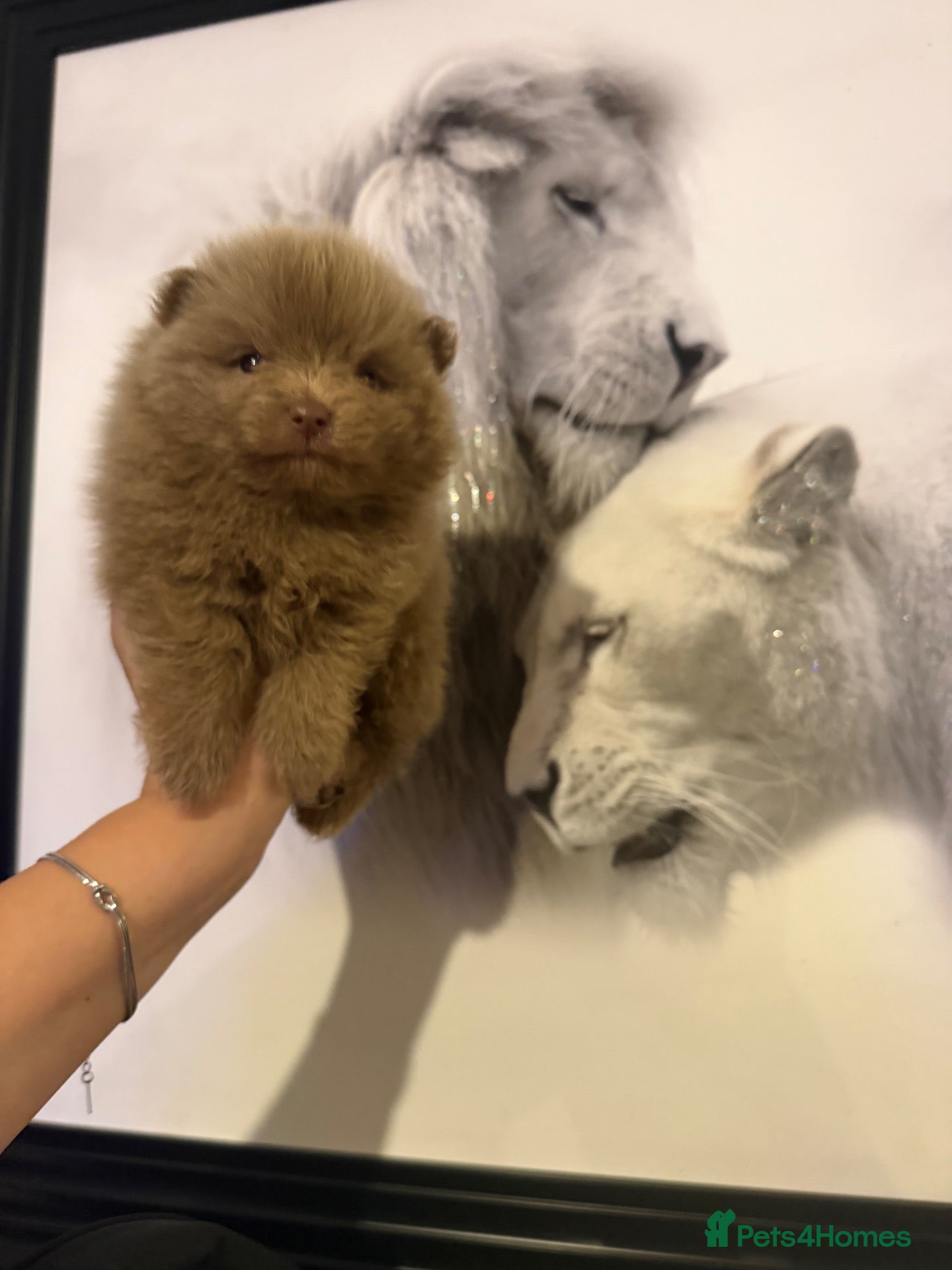 Pomeranian dogs Kc Lilac parti pom poms  - Advert 8