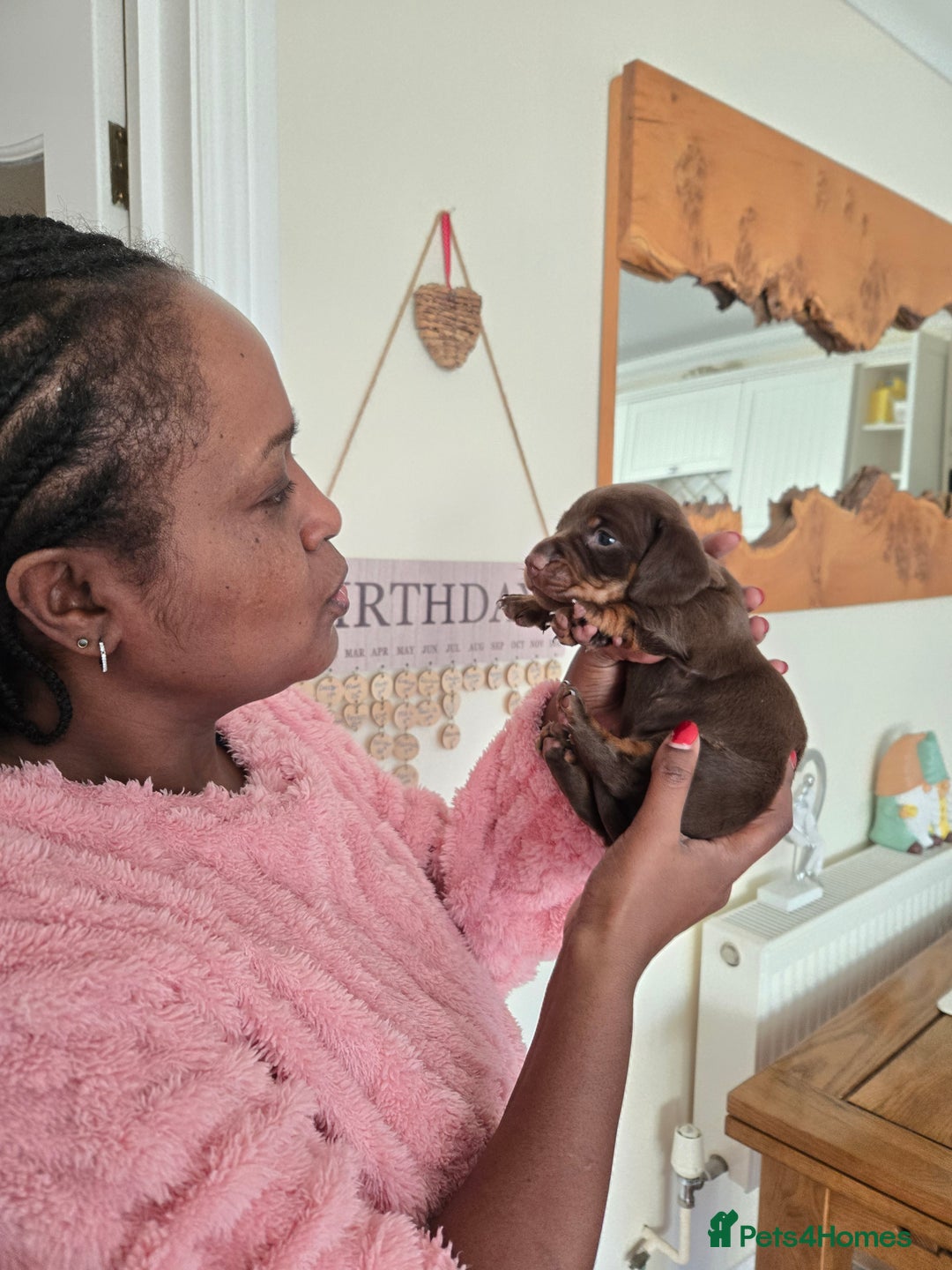 Dachshund dogs for sale: Forever homes required - Advert 7