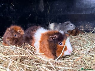 Guinea Pig rodents Baby guinea pigs - Advert 10