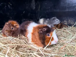 Guinea Pig rodents Baby guinea pigs - Advert 13