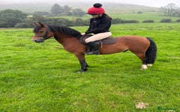 Welsh Section C horses for sale: Section c gelding riding pony  - Image 6