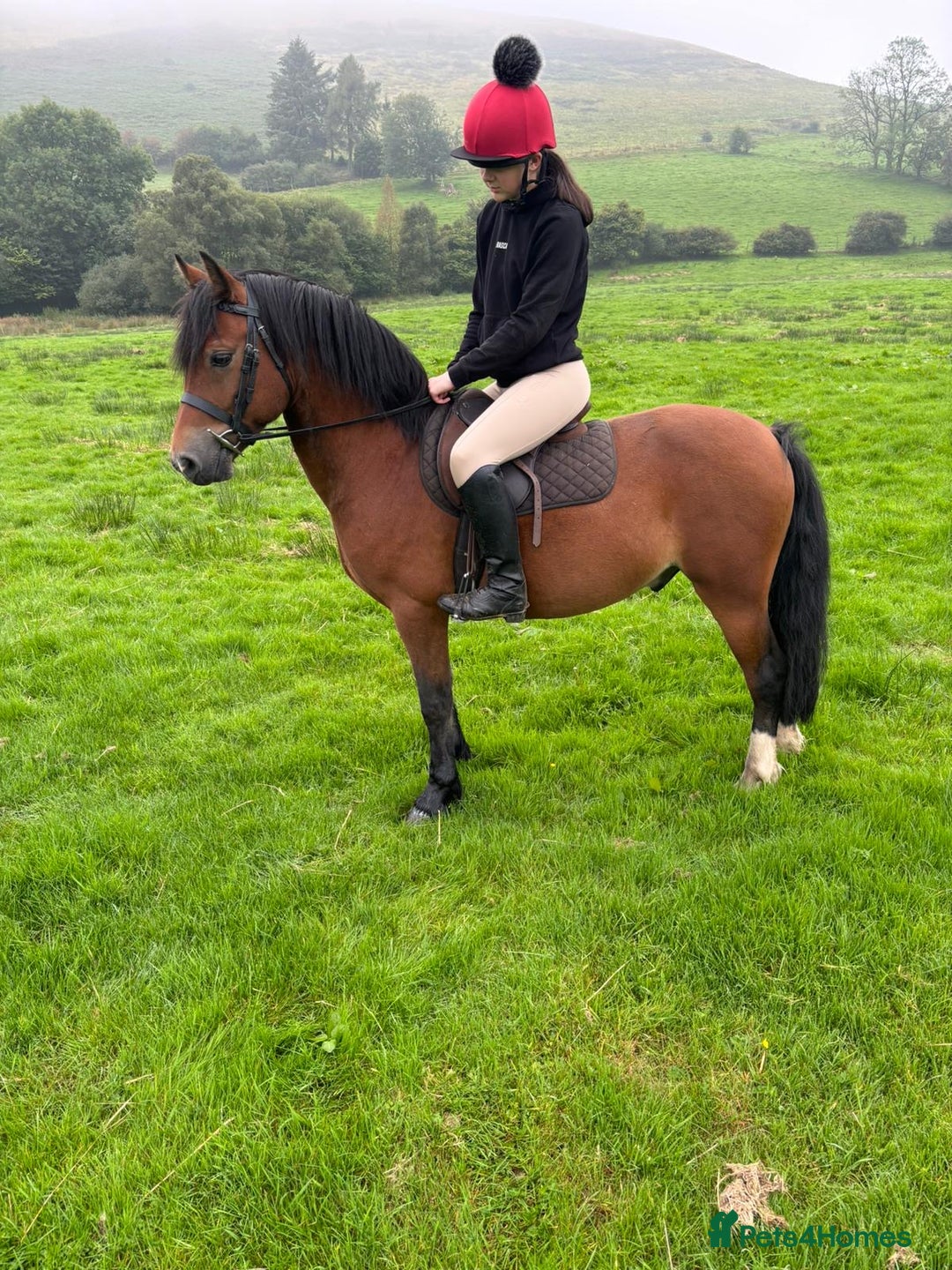 Welsh Section C horses for sale: Section c gelding riding pony  - Image 6