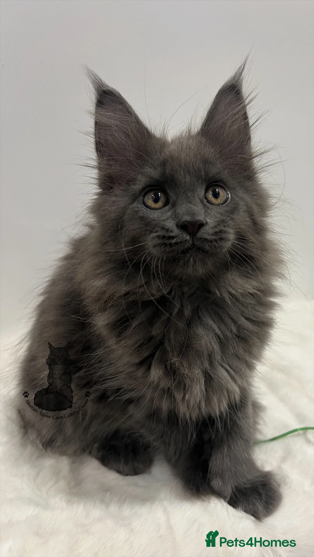 Maine Coon cats for sale: TICA blue female Maine Coon girl stunning nice  - Advert 6