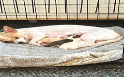 Chihuahua dogs for sale: Puppy  - Image 9