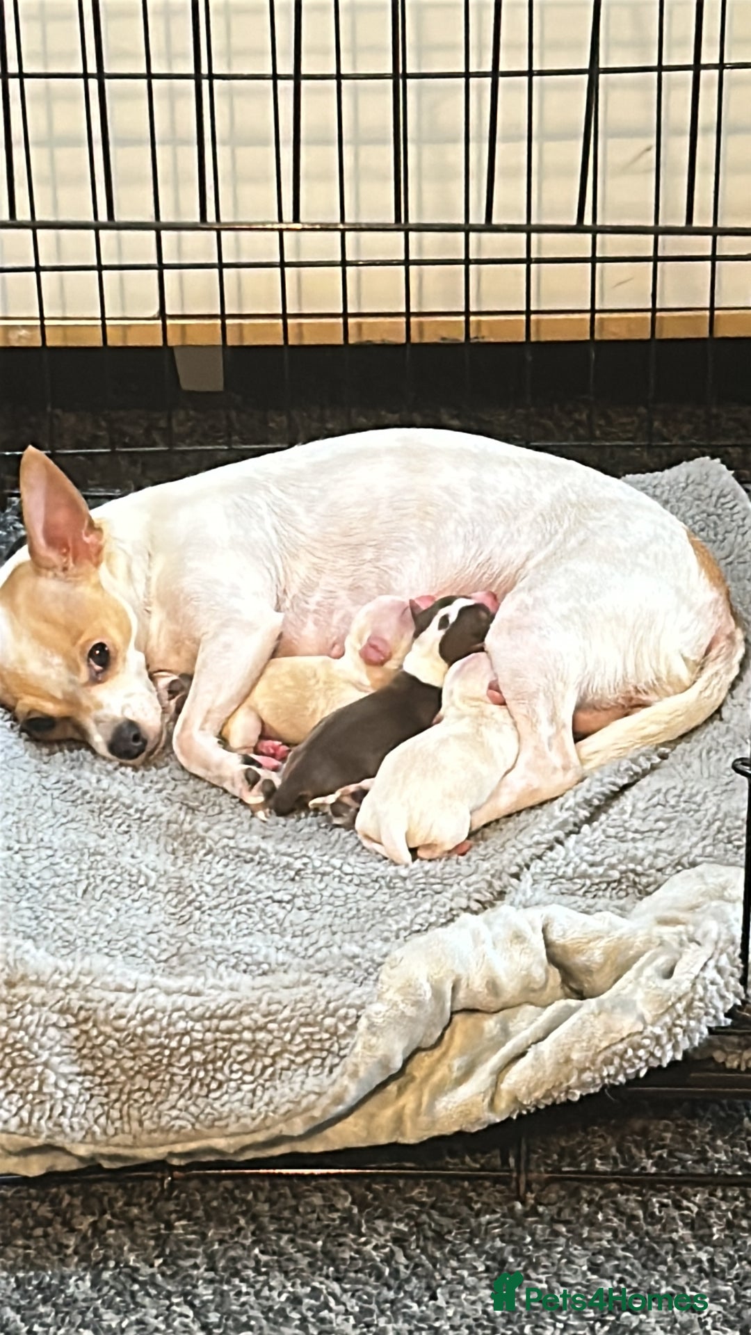 Chihuahua dogs for sale: Puppy  - Image 9