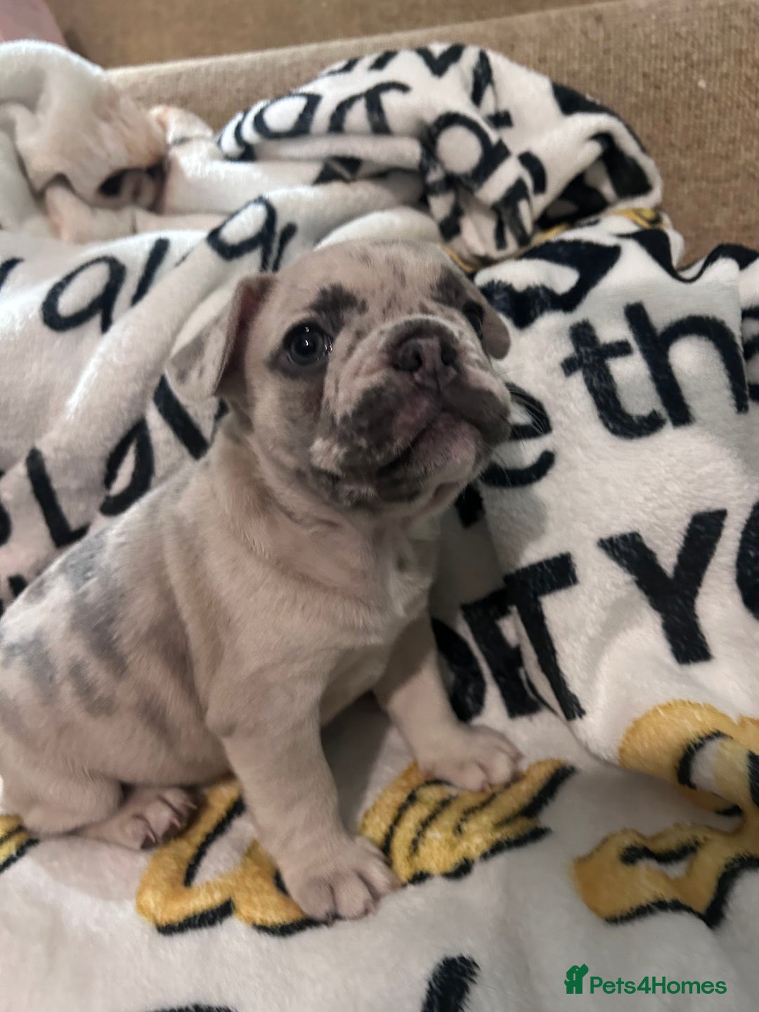 French Bulldog dogs for sale: French Bull Dog Puppies Bitches - Advert 16