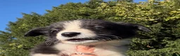 Border Collie dogs for sale: Freyasway Border Collie Puppies - Advert 9