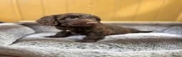 Cockapoo dogs for sale: DNA HEALTH PROFILED COCKERPOOS in Longfield - Advert 8
