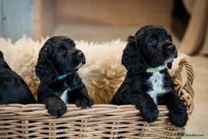 Cocker Spaniel dogs - Advert 8