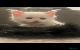 Maine Coon cats for sale: Beautiful Rare White Blue Eyed GCCF Maine Coons - Image 6