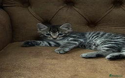 Bengal cats for sale: Bengal mixed  - Image 6