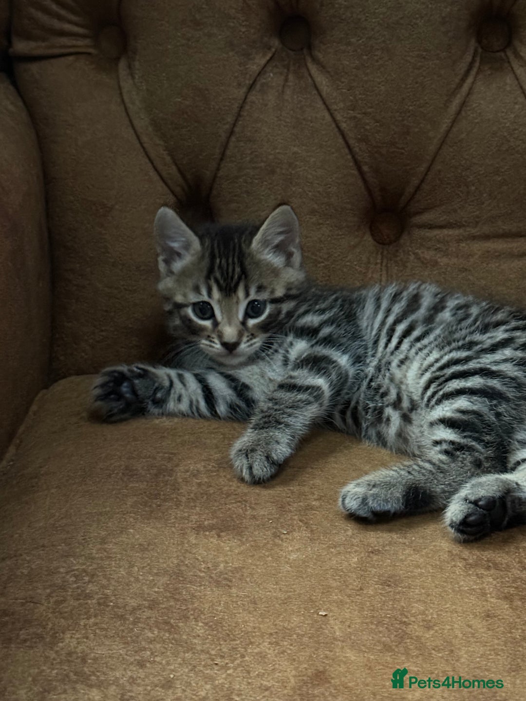 Bengal cats for sale: Bengal mixed  - Image 6
