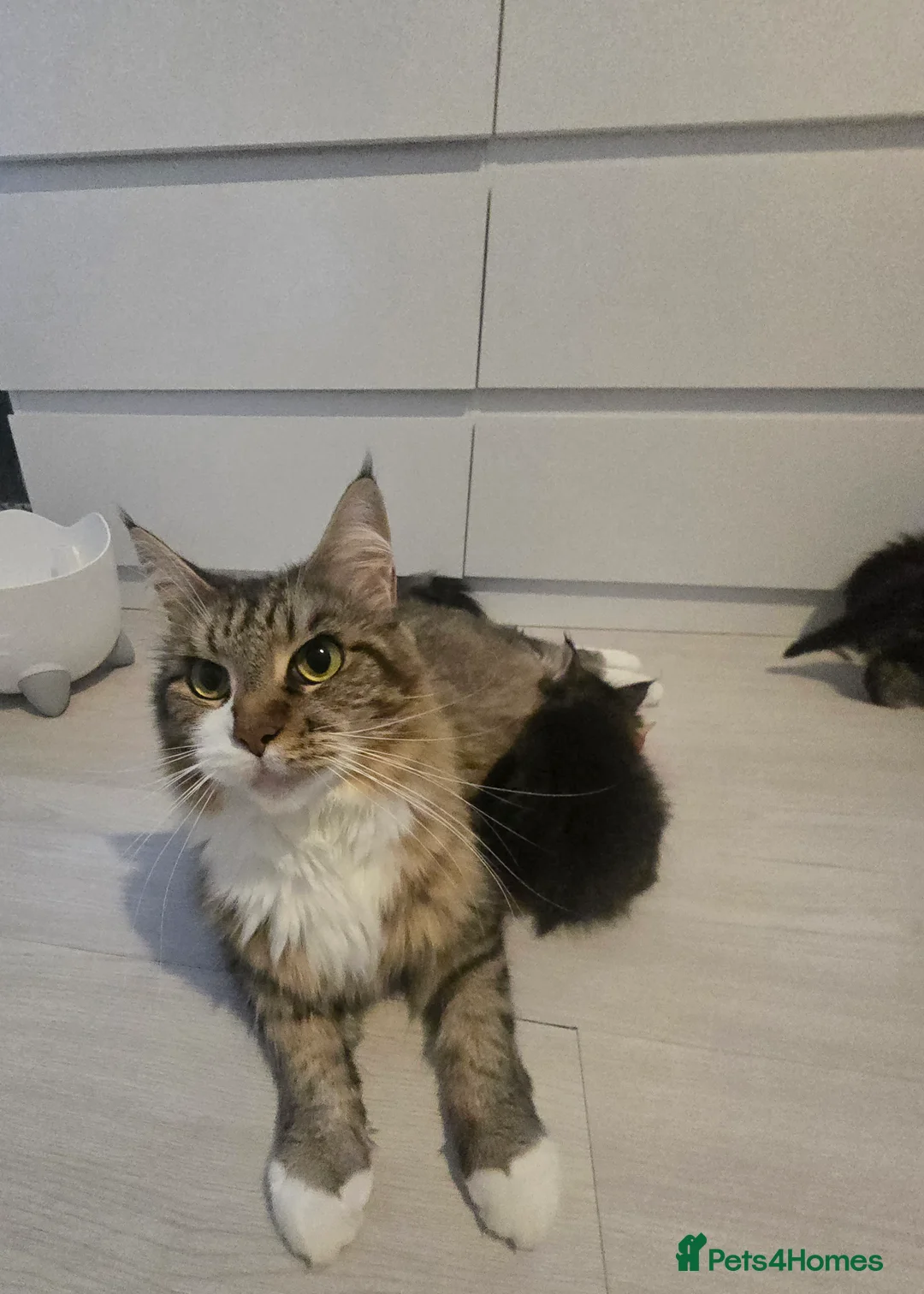 Maine Coon cats for sale: 5 adorable maine coon kittens - Advert 2