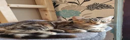 Maine Coon cats for sale: Beautiful 3/4 Maine Coon cross Kittens - Advert 12