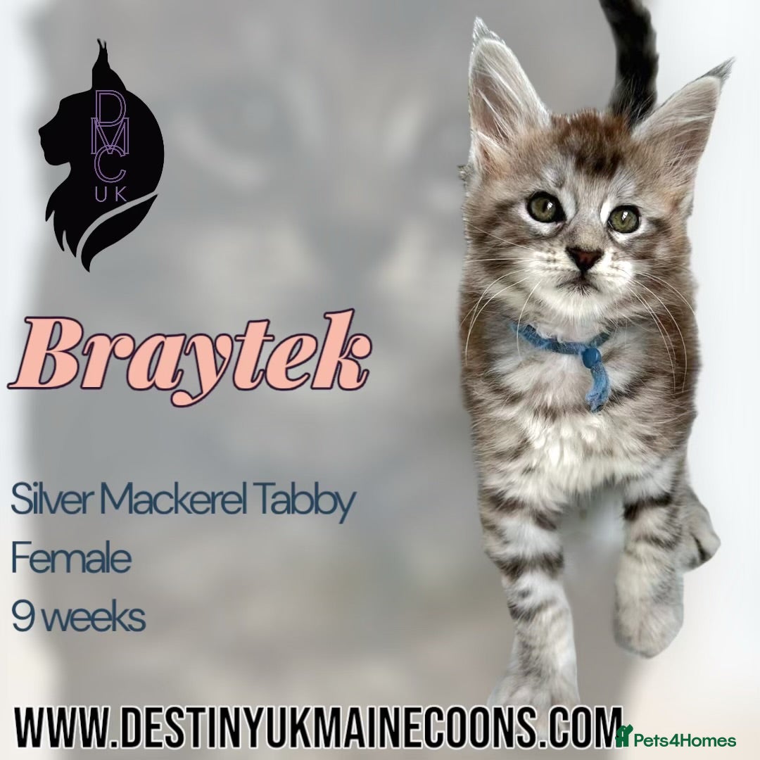Maine Coon cats for sale: Ready Now - 4 Pedigree Silver Maine Coon Kittens - Image 4