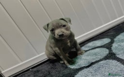 Staffordshire Bull Terrier dogs for sale: Blue Staffordshire Bull Terrier Champion Pups  - Image 6