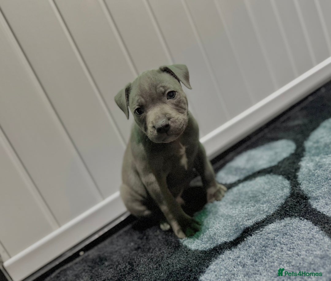 Staffordshire Bull Terrier dogs for sale: Blue Staffordshire Bull Terrier Champion Pups  - Image 6