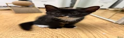 Mixed Breed cats for sale: Kittens - Advert 8