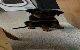 Rottweiler dogs for sale: Kc reg Rottweiler boy Ready now 8 weeks - Image 7