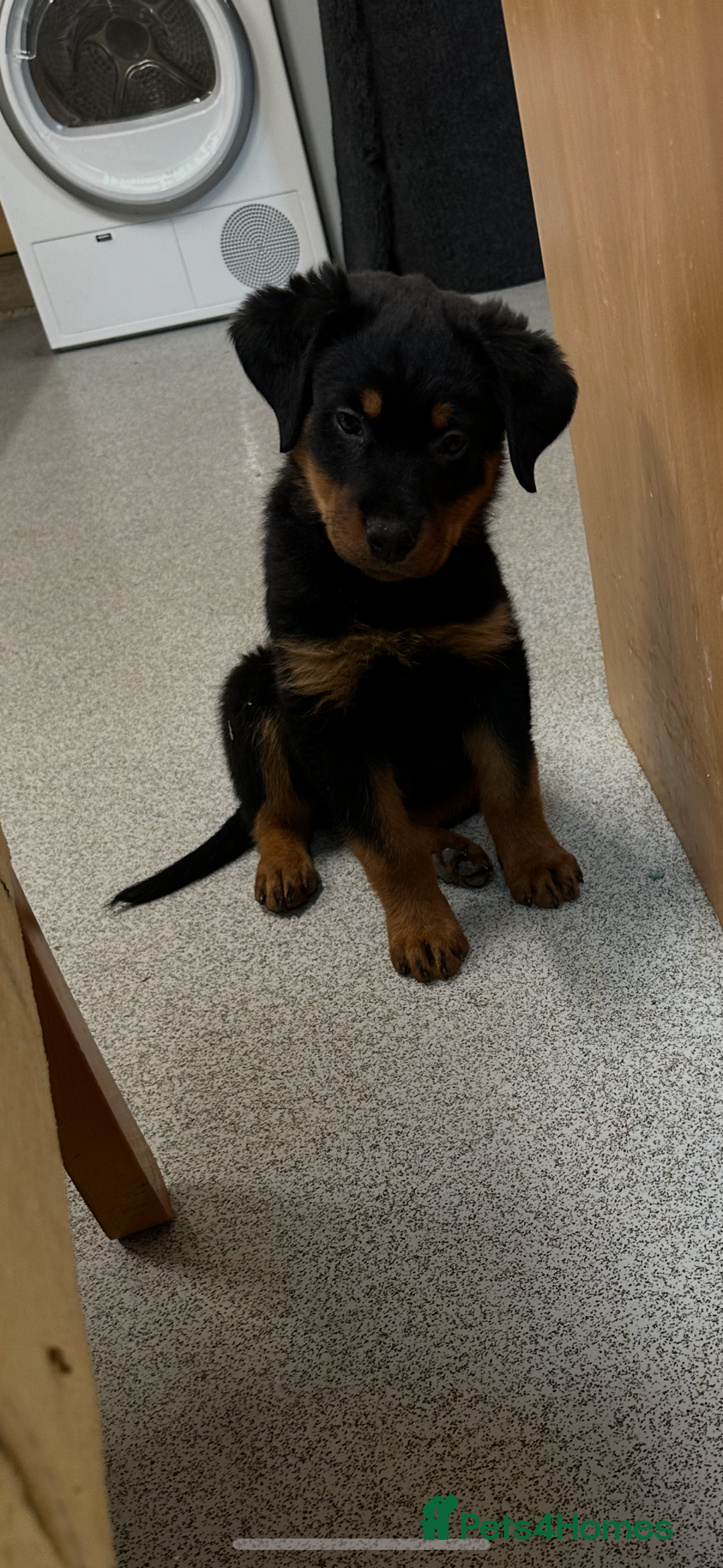 Rottweiler dogs for sale: Kc reg Rottweiler boy Ready now 8 weeks - Image 7
