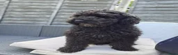 Poodle dogs for stud: Kenzuo Midnight - Ozzy in Southampton - Advert 6