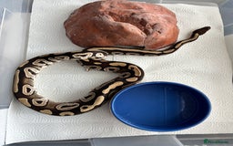 Python Snake reptiles for sale: 7 BALL PYTHONS AND STACK - Image 7