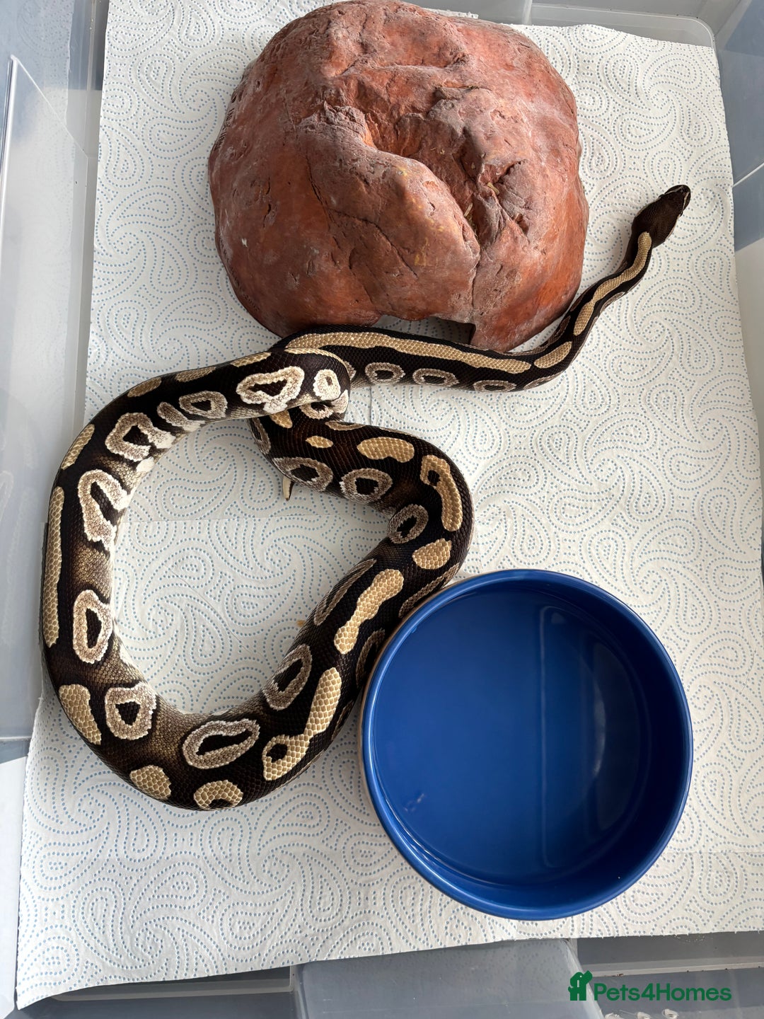 Python Snake reptiles for sale: 7 BALL PYTHONS AND STACK - Image 7