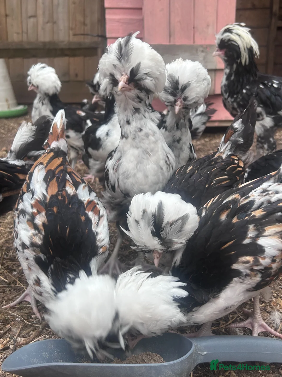 Chickens poultry for sale: Tolbunt Polish chickens  - Advert 6