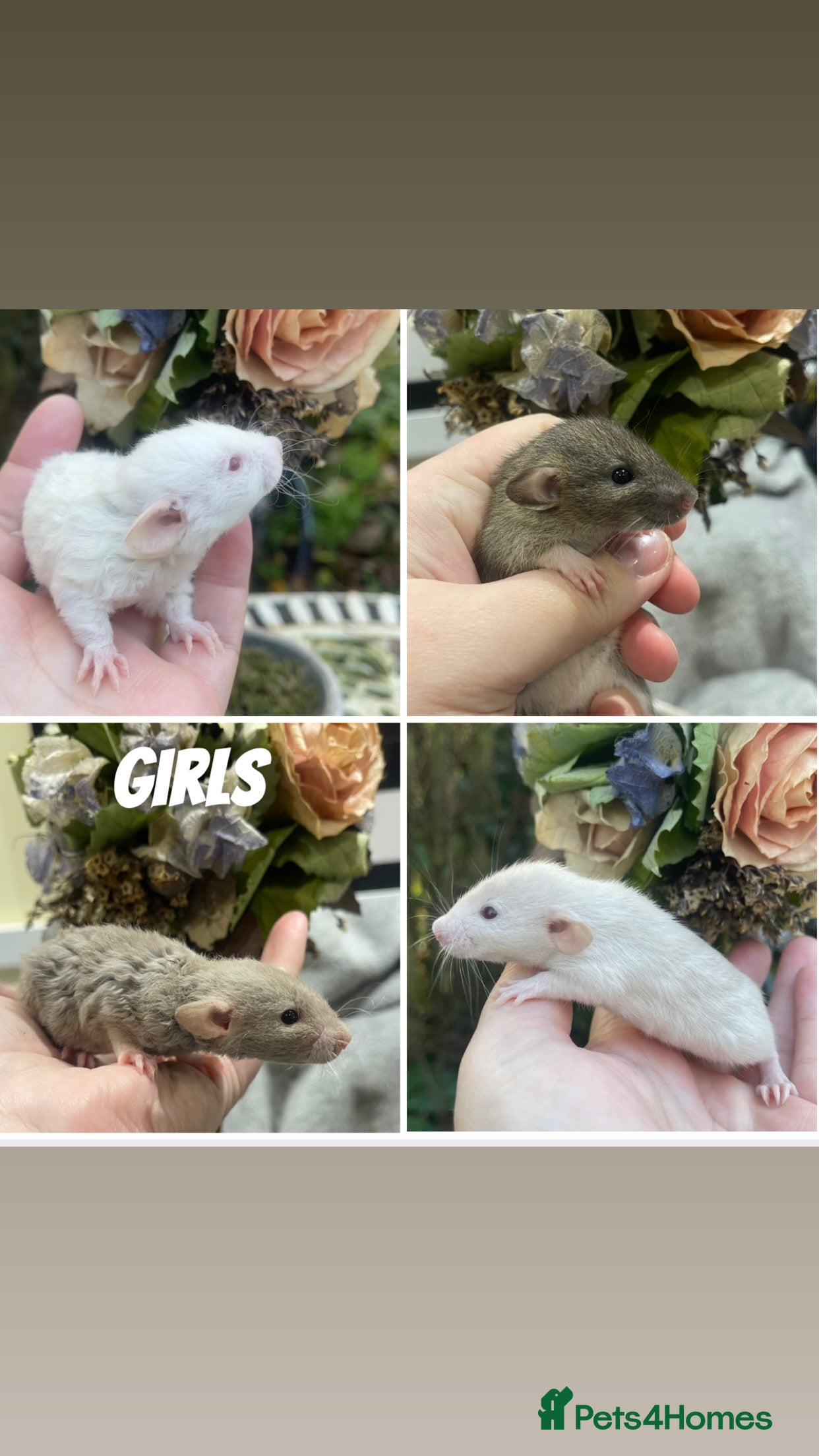 Rat rodents Stunning baby rats! - Advert 9