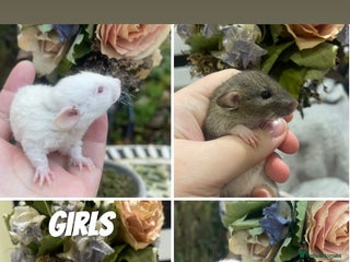 Rat rodents Stunning baby rats! - Advert 7