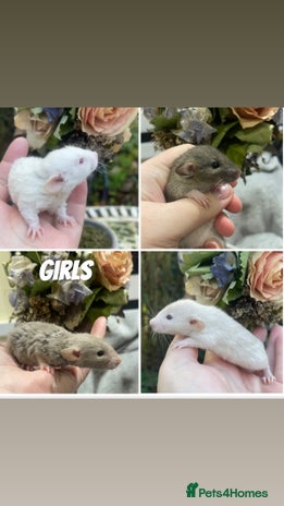 Rat rodents Stunning baby rats! - Advert 1