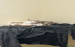 Mixed Breed cats for adoption: [Indoors only] Tom, Bryan, Ezzie: cuddliest boys - Image 24