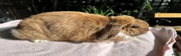Mini Lop rabbits for sale: Mini lop adult doe for sale  - Advert 6