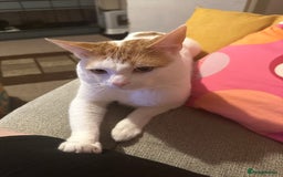 Mixed Breed cats for sale: Sweet boy  - Image 7