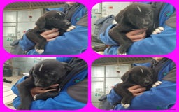 Mixed Breed dogs for sale: Beautiful friendly Labrador x Welsh Collie Puppies - Image 10