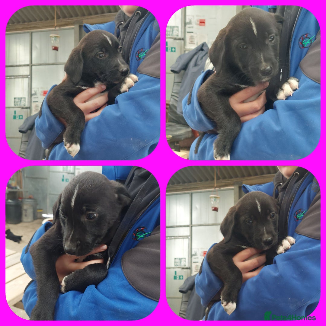 Mixed Breed dogs for sale: Beautiful friendly Labrador x Welsh Collie Puppies - Image 10