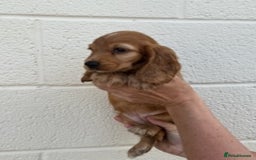 Cocker Spaniel dogs for sale: Cocker spaniel  - Image 5