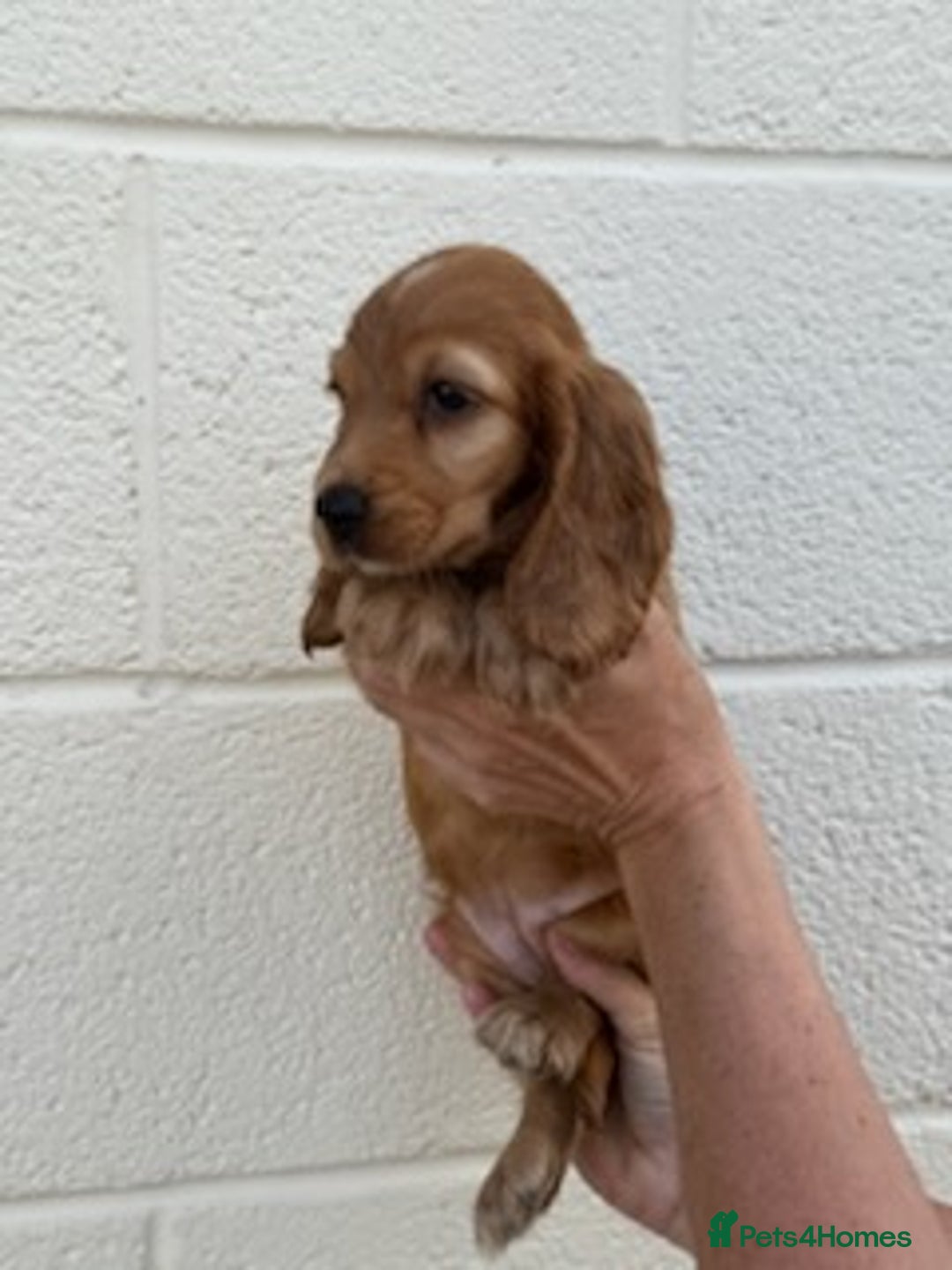 Cocker Spaniel dogs for sale: Cocker spaniel  - Image 5