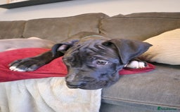 Mixed Breed dogs for sale: Mastiff x Great Dane  - Image 3