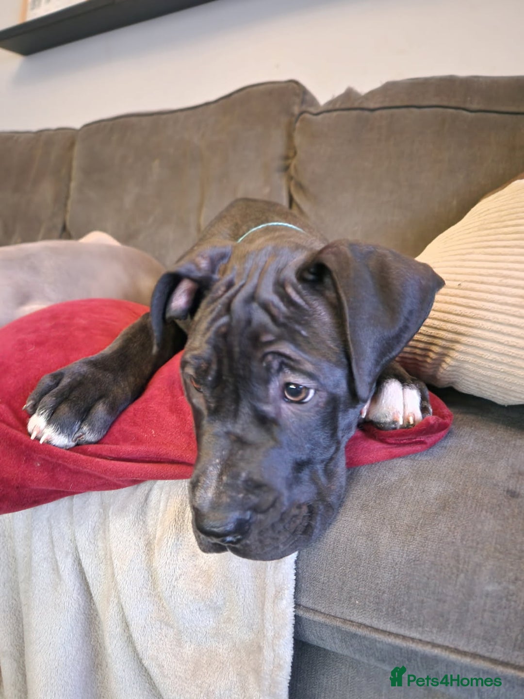 Mixed Breed dogs for sale: Mastiff x Great Dane  - Image 3