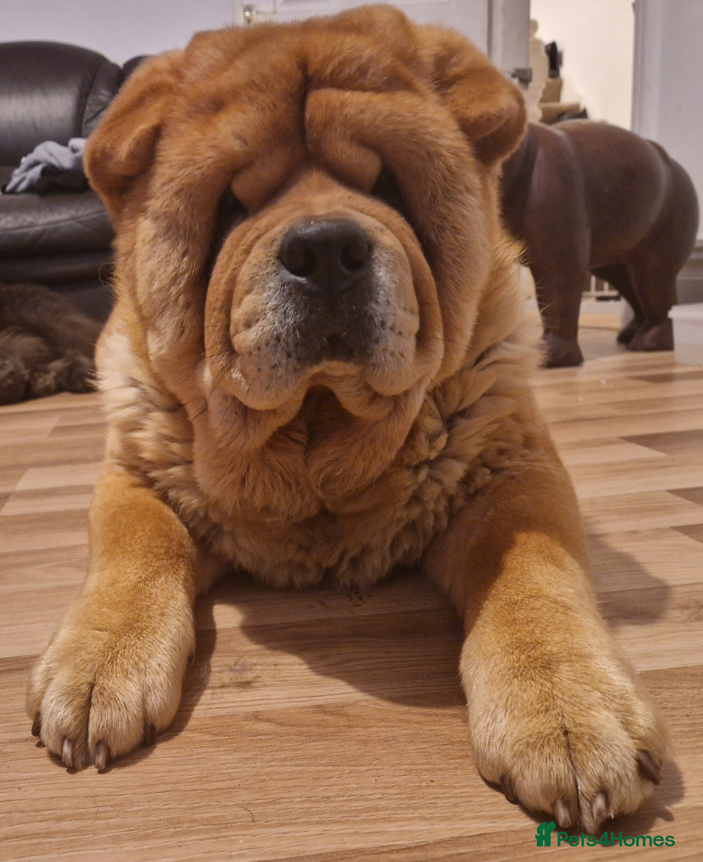 Chow Chow dogs Kc Red smooth coat for stud  - Advert 2