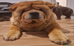 Chow Chow dogs for stud: Kc Red smooth coat for stud  - Image 1