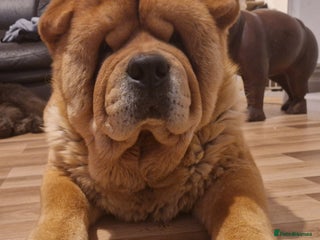 Chow Chow dogs - Advert 10