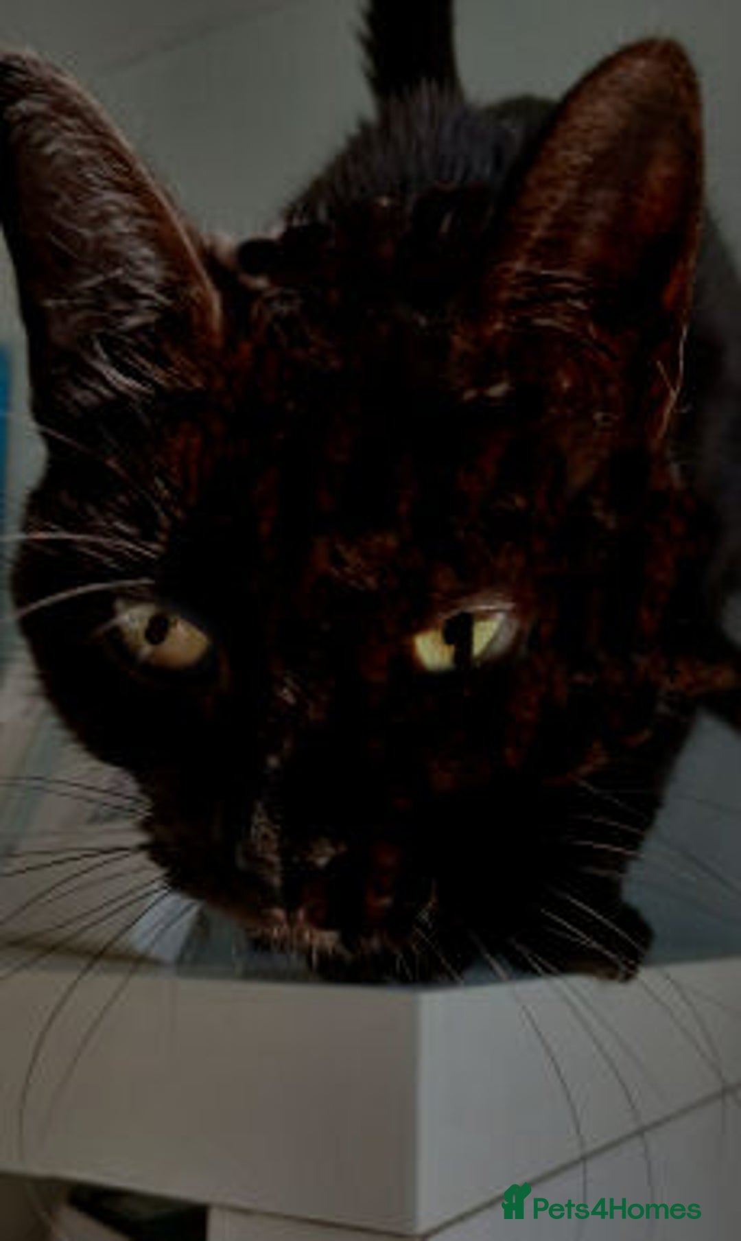 Mixed Breed cats for adoption: ANGEL - Advert 5