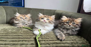Persian cats - Advert 3