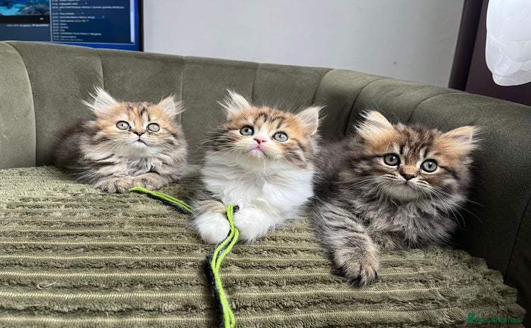 Persian cats - Advert 6