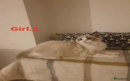 Ragdoll cats for sale: Ragdoll kittens  - Image 6