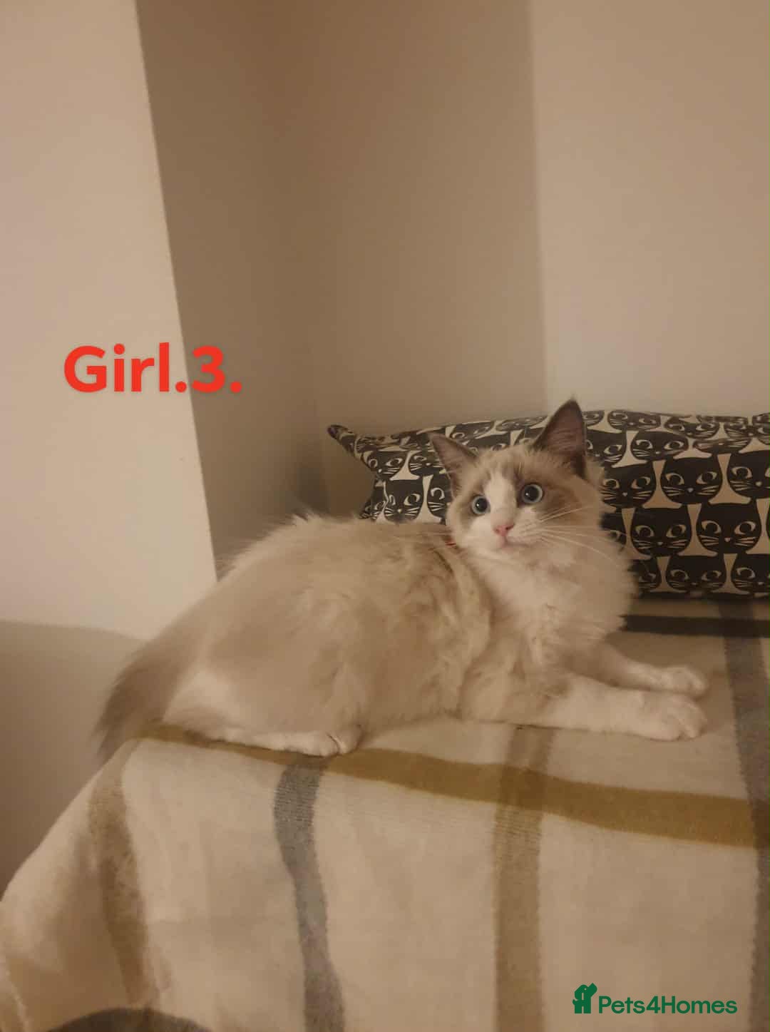 Ragdoll cats for sale: Ragdoll kittens  - Image 6