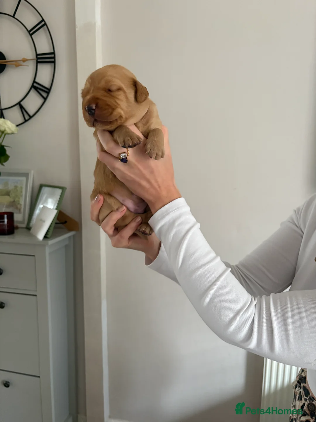 Labrador Retriever dogs for sale: Red Fox Labrador Puppies in Basingstoke - Advert 2